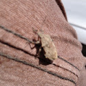 Fuller Rose Beetle