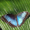 morpho butterfly