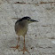 Night heron