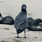 Lava Gull