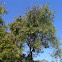 Leucaena leucocephala (Aromo blanco)