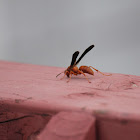 Red wasp