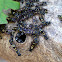 Honey Wasps' Nest