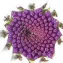 Florists Cineraria