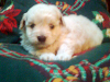 Se Vende French Poodle
