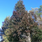 Tree (sweet gum)