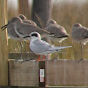 Forsters Tern