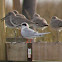 Forsters Tern