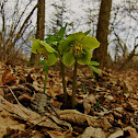 Hellebore/Blagodišeči teloh