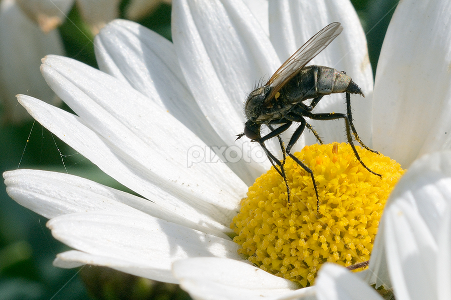 Tafano Insects Spiders Animals Pixoto