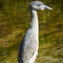 Yellow-crowned Night Heron-Immature