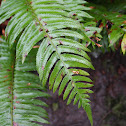 Western Sword Fern