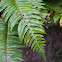 Western Sword Fern