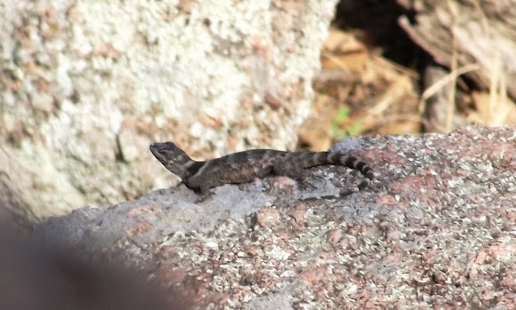 Spotting Image 1