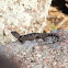 Crevice Spiny Lizard