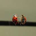 Lady bug