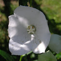 Balloon flower