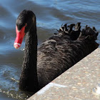 Black Swan