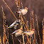 Waxwing