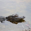 American alligator