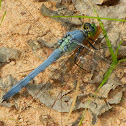 Eastern pondhawk (male)