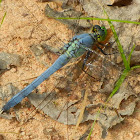 Eastern pondhawk (male)