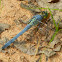 Eastern pondhawk (male)