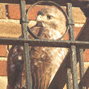 Red-tailed Hawk