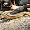Common Skink / Keeled Indian Mabuya