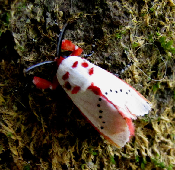 Peppermint moth Project Noah