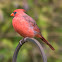 Northern Cardinal
