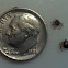 Deer Tick