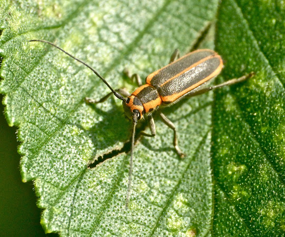 Spotting Image 1