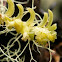 Mini Orquidea