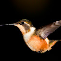 White-Bellied Woodstar