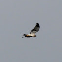 Northern Harrier