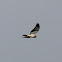 Northern Harrier