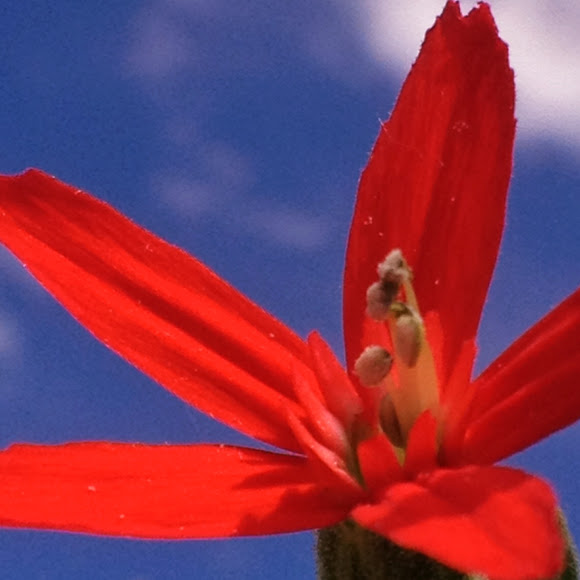 Spotting Image 1
