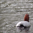 Common Pochard