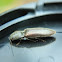 Click beetle