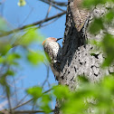 Northern flicker