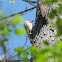 Northern flicker