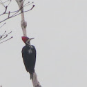 Crimson-crested Woodpecker
