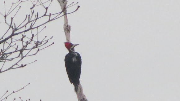 Spotting Image 1