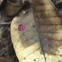 Delicate Fungus