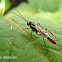 Braconid (Ichneumonid) wasp