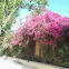 Buganvilla (Paper flower)