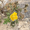 Buffalo bur