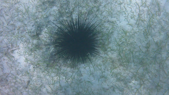 Spotting Image 1