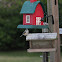 Tufted Titmouse